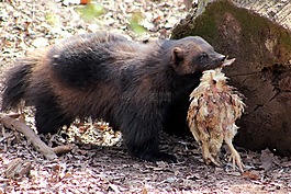 金刚狼,动物,动物园