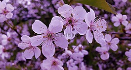 鲜花,春,绽放