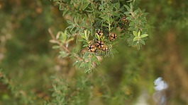 茶树,leptospermum棒,麦卢卡