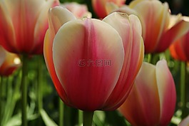 花,郁金香,粉色