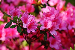 鲜花,绽放,花