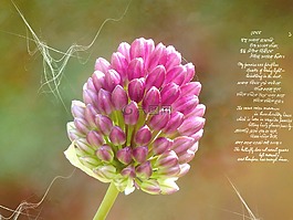 球韭菜,韭菜,韭菜花