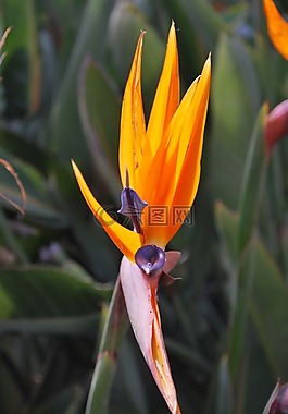 鸟的天堂,花的,热带