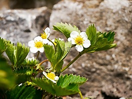 草莓,草莓花,草莓植株