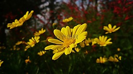 黄金菊,黄色花儿,秋天