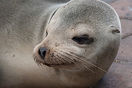 海狮,头,南美洲