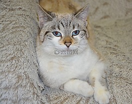 猫,猫趴,头猫