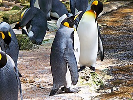 王企鹅,aptenodytes patagonicus,水