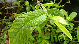 性质,邮政雨,雨