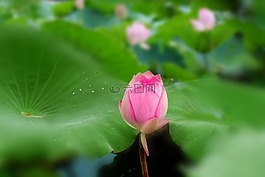 荷花,夏季,莲花