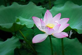 荷花,夏季,莲花