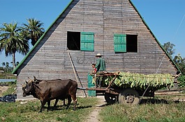 古巴,烟草,卡斯特罗