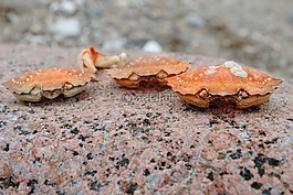 蟹,蟹 skald,石