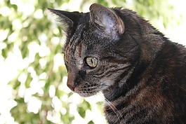 猫,国内的猫,头