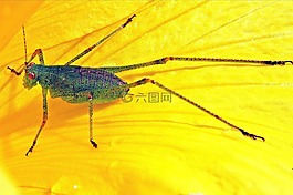 蝗虫,黄色,昆虫