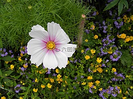 花,特写,鲜花