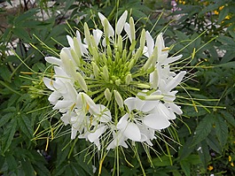 花,特写,鲜花