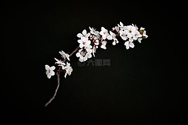 樱花,樱桃树枝,樱花的花瓣
