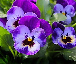 潘茜,鲜花,厂