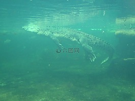 堆焊鳄鱼,扬子鳄在水之下,野生动物