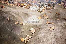 落叶,石头,金黄