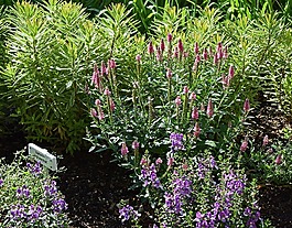 美丽的花园,花,开花