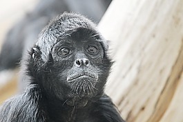 蜘蛛猴,猴子,猿