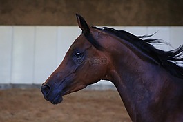 阿拉伯人,马,骘