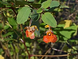 橙色jewelweed,玉簪,凤仙