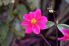 花,粉红色,城市商业银行