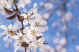 樱花,樱桃树,樱桃