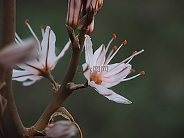 蕊,香的水仙,花
