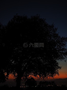 树,日落,在晚上