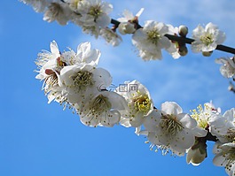 梅花,soga 梅花,小田原