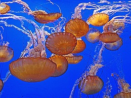 海蜇,临海,动物