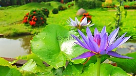 荷花,莲花,紫莲花