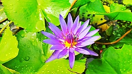 荷花,莲花,紫莲花