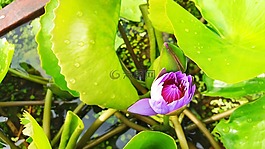 荷花,莲花,紫莲花