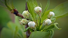 棵梨树,开花,芽