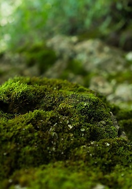 苔,自然,有机