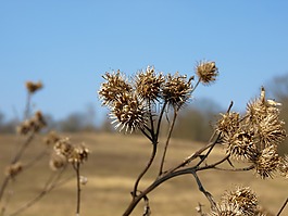 柏迪,尼龙搭扣,字段