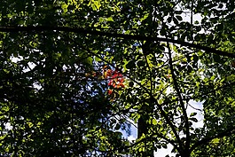 自然,有机,户外