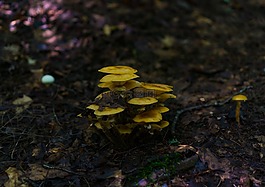 自然,有机,户外