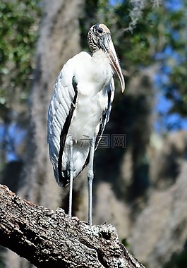 木白鹳,野生动物,鸟