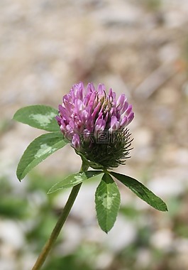 草药,野草,克莱