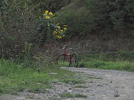 鲜花,自行车,路