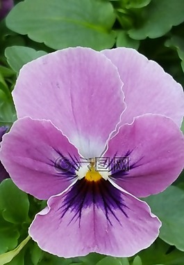 花,开花,400 500