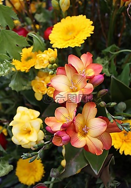 花束,婚礼花束,生日花束
