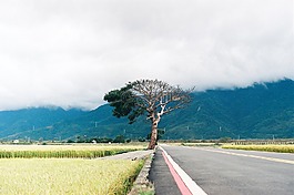 大树,路边,层次