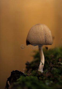 云母腿蘑,蘑菇,鸡腿